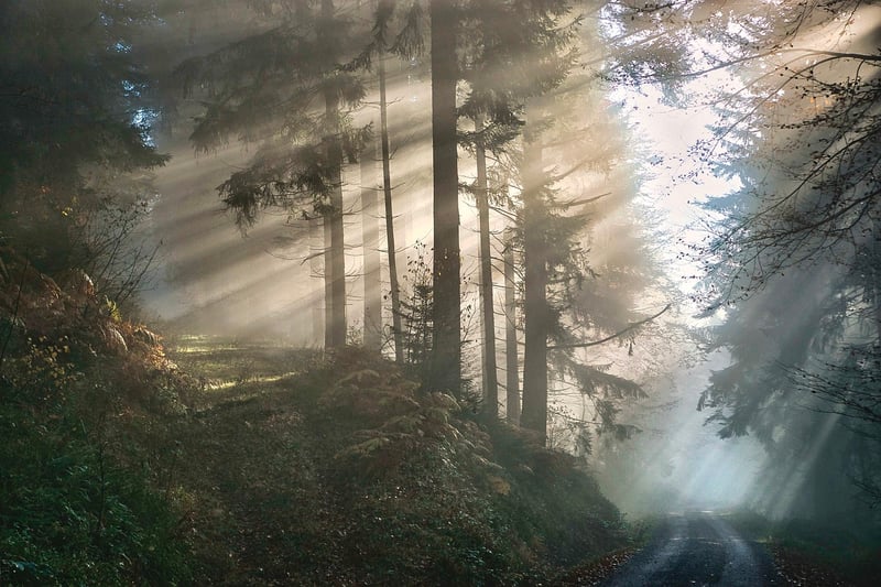 Mystical Woods Settings