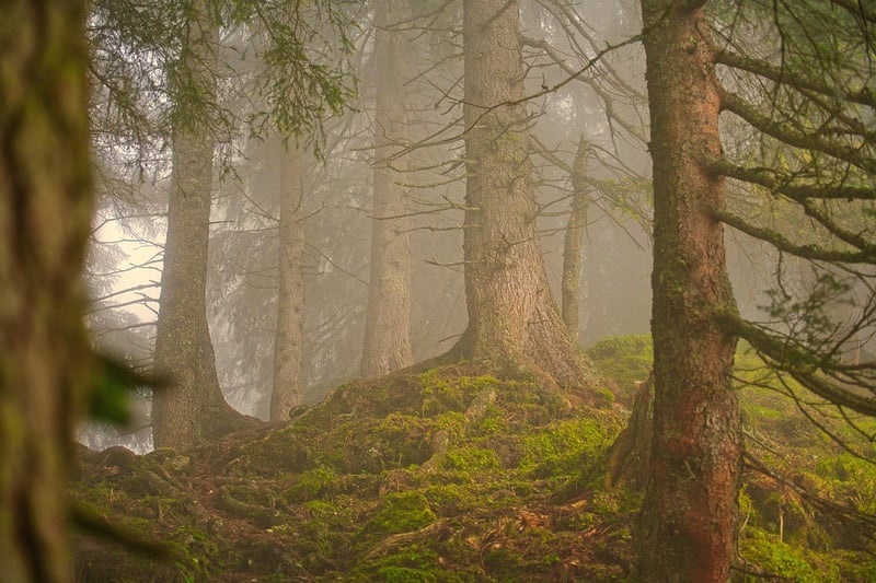 Enchanted Forest Clearing