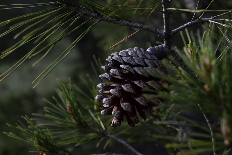 Pinecone Accents